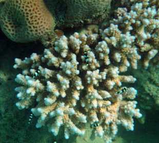 Hotel Lahami Bay Hausriff