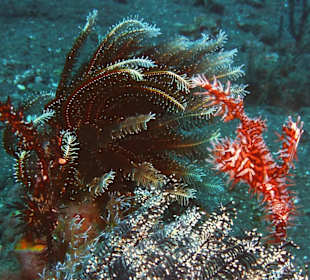 Schnorcheln Tejakula