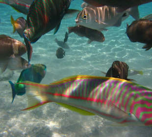 Buntes Treiben in der Makadi Bay