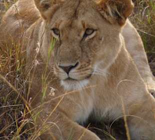 Masei Mara