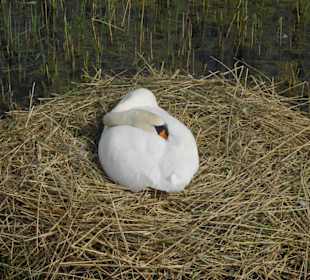 Schwan der brütet