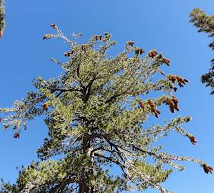 Сосна скрученная широкохвойная