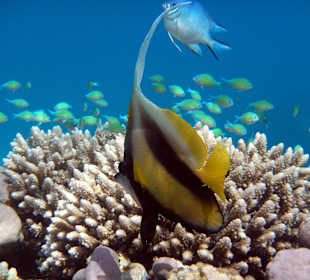 Schöne Unterwasserwelt