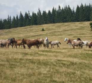 Parcul Natural Apuseni