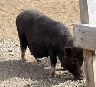 Impressionen von der Straußenfarm