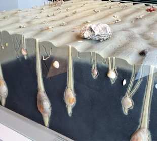 Blick unter die Oberfläche des Watts