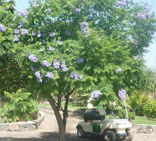 Im Parque de Botanico (Innenbereich)