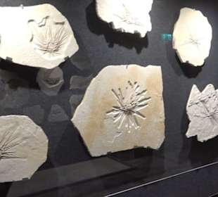 Dinosaurier Museum Altmühltal