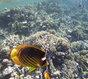 Schnorcheln Makadi Bay