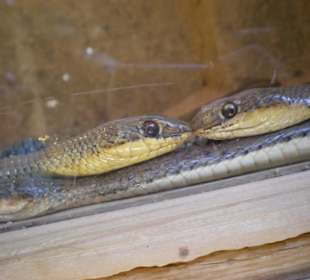 Küsst und mehret euch