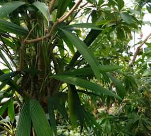 Botanischer Garten 