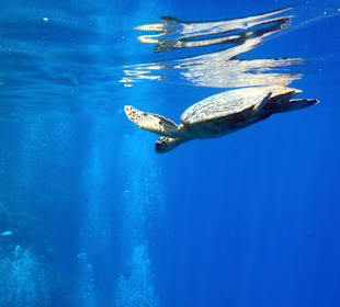 Schildkröte am Hausriff