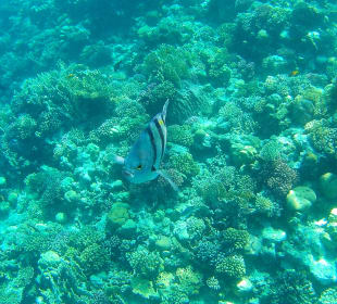 Schnorcheln Makadi Bay