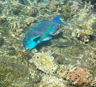 Rybka - Reef Beach