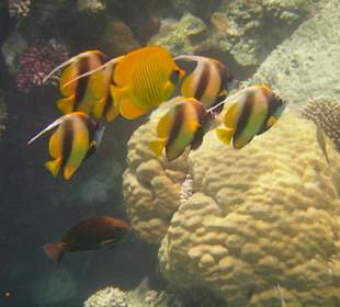 Rotmeer-Wimpelfische und Masken-Falterfisch