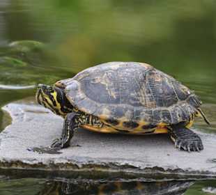 Jardín de Aclimatación de La Orotava
