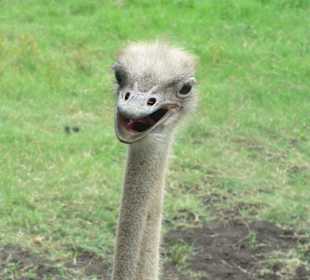 Casela Nature & Leisure Park