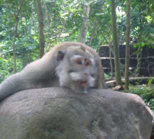 Monkey Forest