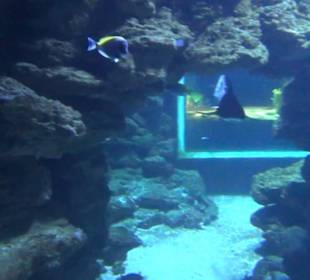 Meeresmuseum Stralsund