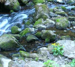 Schöne Pflanzen am Ufer
