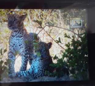 Yala N.P. lepard kids