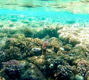 Schnorcheln Marsa Alam