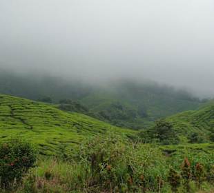 Nebel über Teeplantagen