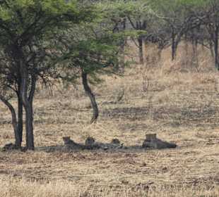 Geparden im Schatten