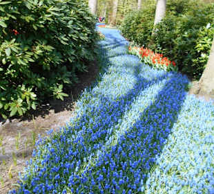 Blumenpracht im Keukenhof