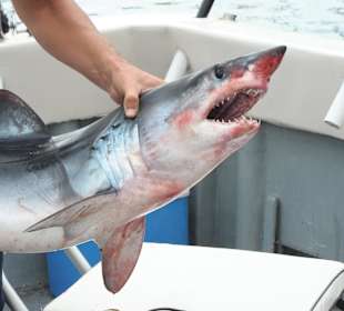 Fishing Trips (Shark Fishing)