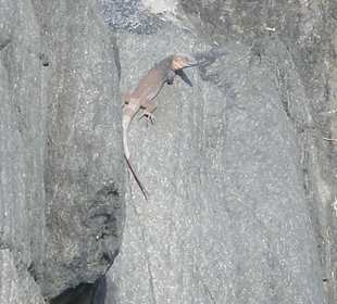 An den Felsen einen Eidechse