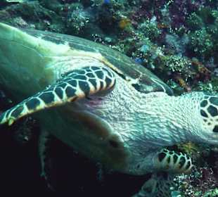 Schnorcheln Tejakula