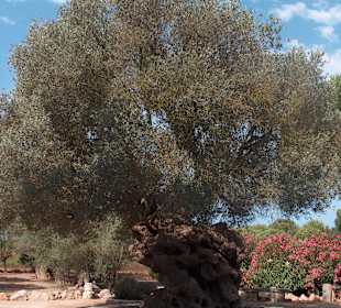 Älter werden erwünscht