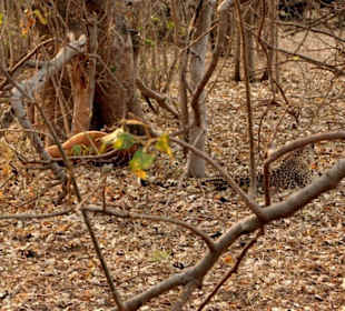 Leopard im Unterholz