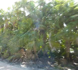 Punta Allen