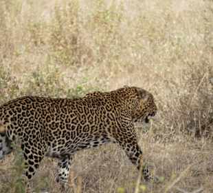Leopard im Tsavo-West 