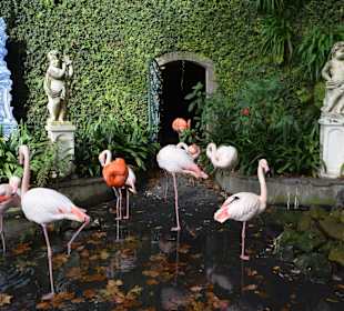 Teich mit Flamingos
