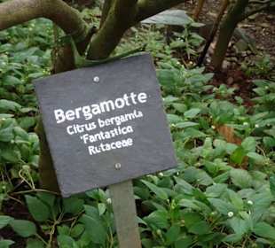 Zahlreiche Beschriftungen an den Gewächsen