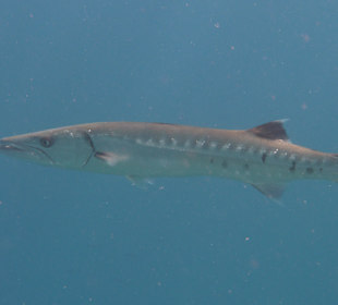 Hausriff - Barrakuda