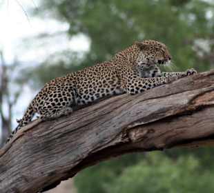 Leopard auf Beobachtung - Samburu NP