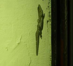 Gecko