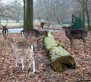 Damwild Hirschpark