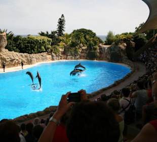 Ausflug nach Loro Parque