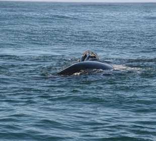 Gansbaai, whale watching