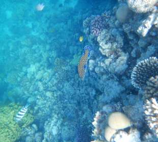 Beim Schnorcheln an der Insel