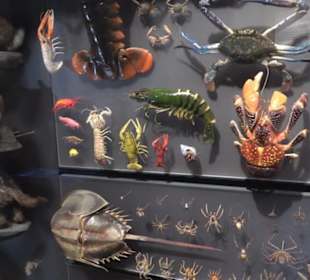 Museum für Naturkunde