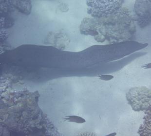 Moräne beim Schnorlchen am Steg
