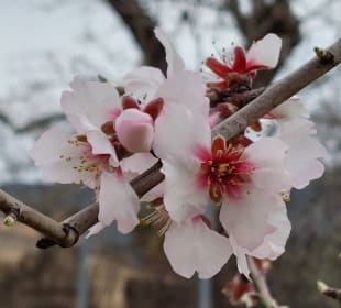 Stadtrundgang Valldemossa
