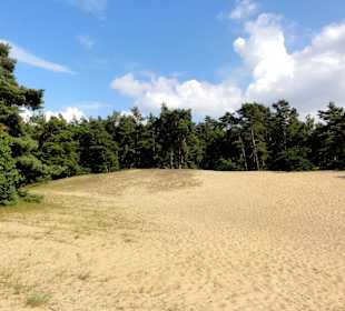 Die Verdener Dünen im Stadtwald