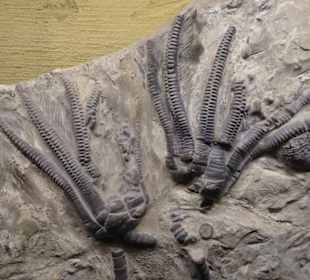 Versteinerungen im Museum am Schölerberg